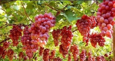 葡萄如何种植,种植葡萄图7