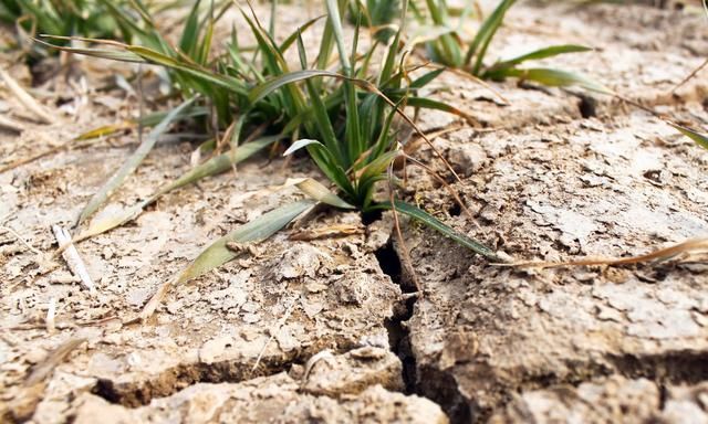 土壤“酸碱度”是导致作物减产的致命因素！如何判断土壤酸碱度？