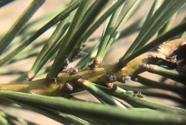 早春松树松针上出现透明液体，不要不在意，可能是松大蚜在危害