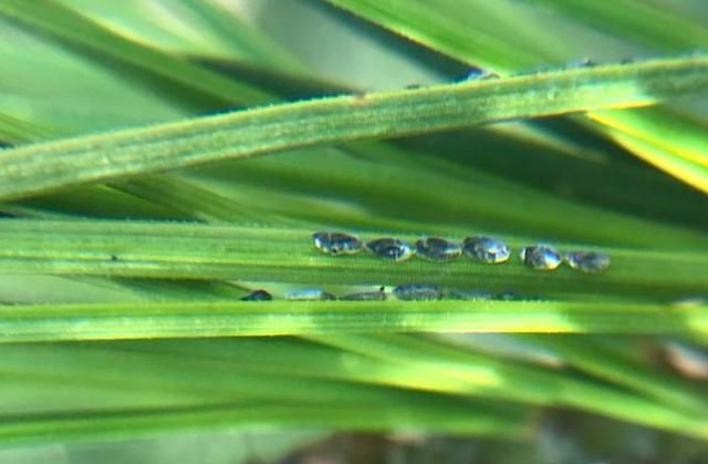 早春松树松针上出现透明液体，不要不在意，可能是松大蚜在危害