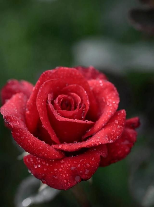 田震的铿锵玫瑰这首歌，凭什么代言女足精神15年