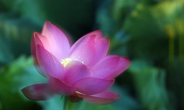 莲花古诗五首，莲子清如水，莲心彻底红，莲花中国古代的爱情之花