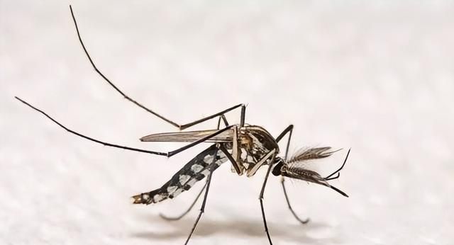 入侵中国50年！见人就咬的花蚊子卷土重来，它的毒性究竟有多大？