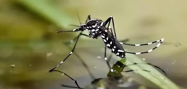 入侵中国50年！见人就咬的花蚊子卷土重来，它的毒性究竟有多大？