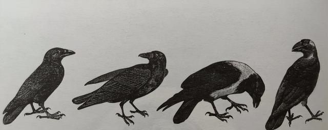 有“死亡”意味的乌鸦，为什么被英国人当成宝？