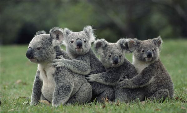 为什么有袋类动物都在澳大利亚图1