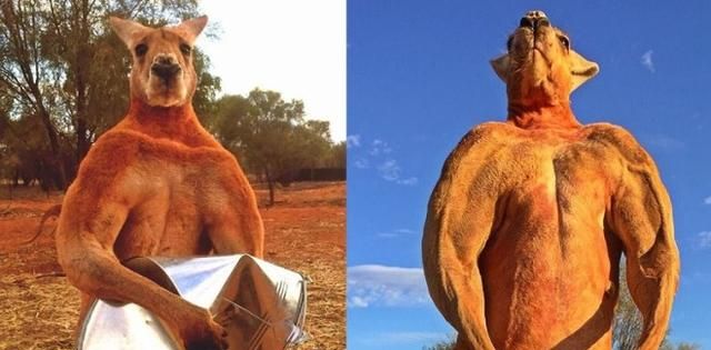 为什么有袋类动物都在澳大利亚图3