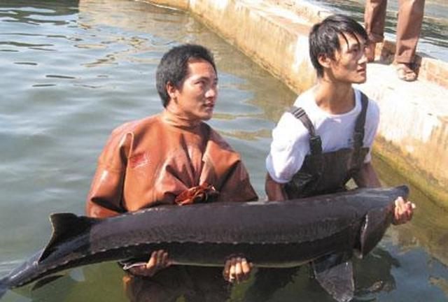 渔民江中捕到珍贵淡水“鲨鱼”，价格不菲，绝育后才能出售