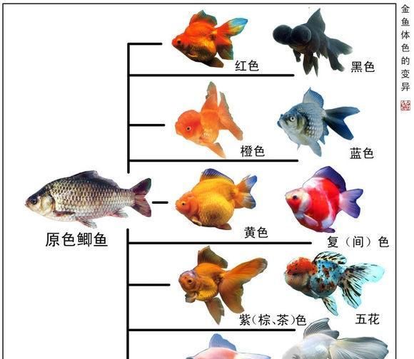 中国观赏鱼，到美国胖得像“猪”：惊现巨型金鱼，耐高温，无天敌