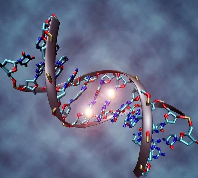 DNA-我们繁衍地爬爬梯