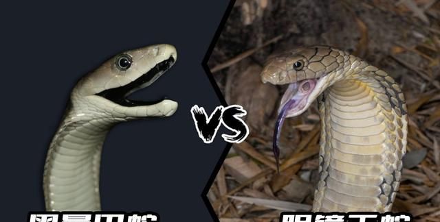黑曼巴vs眼镜王蛇，当速度遇到力量，谁会笑到最后呢？