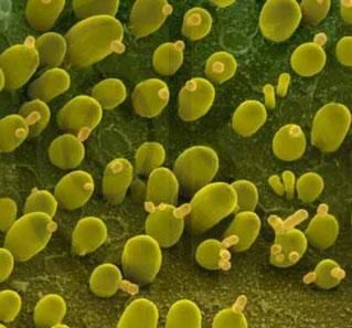 生物教育——高中生物最重要的知识点，探究酵母菌的呼吸方式
