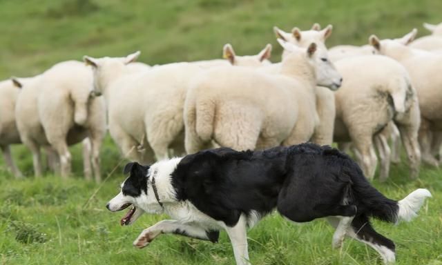 “边境牧羊犬”智商那么高，却很少人饲养？只因它的6个缺点