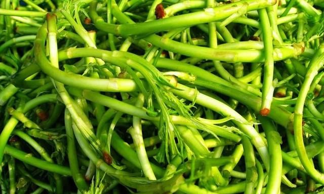 10种东北特色山野菜，你吃过几个？