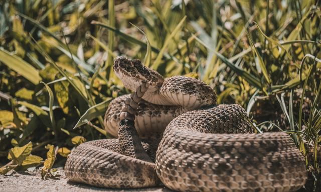 你知道为什么响尾蛇的尾巴会发出响声吗？