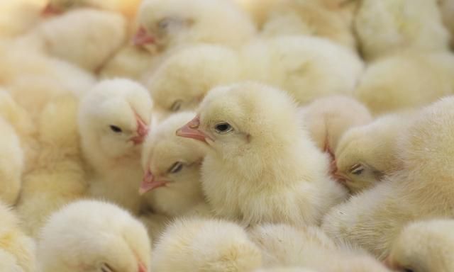 怎样喂养雏鸡？饲养雏鸡小技巧，帮助农民提高雏鸡的成活率