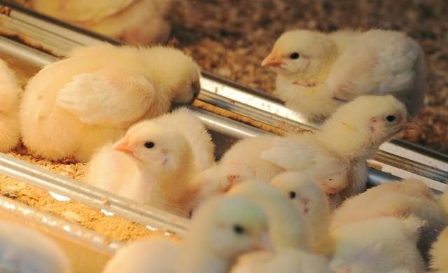 怎样喂养雏鸡？饲养雏鸡小技巧，帮助农民提高雏鸡的成活率