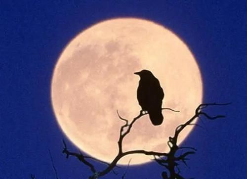 “月落乌啼霜满天”的“乌”，竟然不是乌鸦！这是真的吗？
