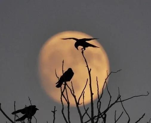 “月落乌啼霜满天”的“乌”，竟然不是乌鸦！这是真的吗？