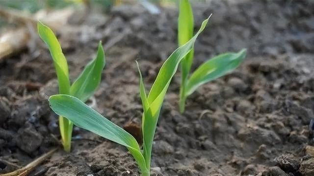 种地别只会施氮磷钾肥，学会施用中微量元素肥料，作物抗病还增产
