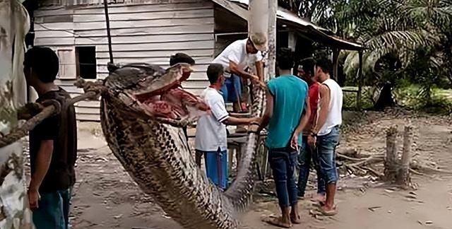 可怕！印尼一妇女被蟒蛇活吞
