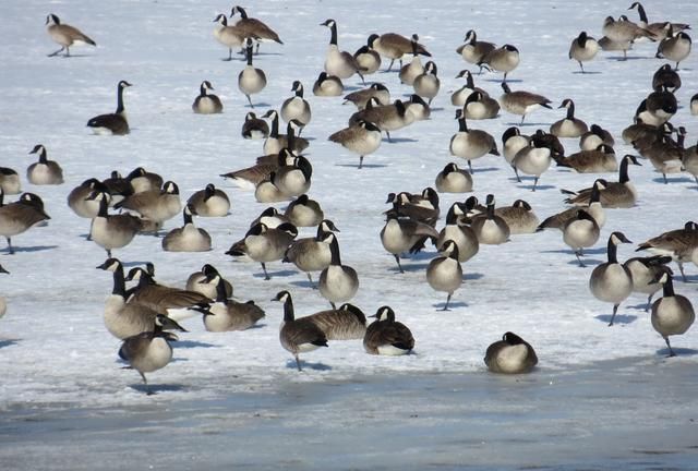 为啥加拿大大鹅泛滥成灾，当地人还要立法保护它们？还不敢吃它？