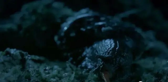 肉食性蜗牛凶狠一面，袭击蚯蚓，用不了几分钟就完全吞食蚯蚓