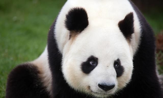 我们都被骗了！可爱的大熊猫可是王者级别的存在
