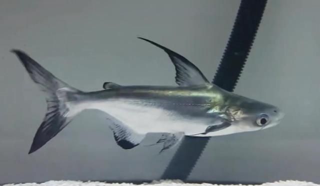 十大中大型观赏鱼（TOP1）------成吉思汗鲨