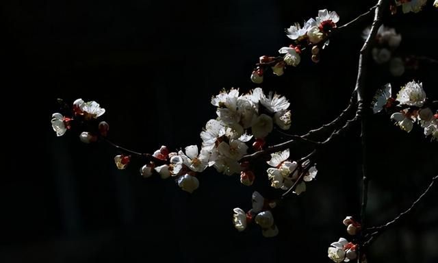 14首诗词：杏花遇上春雨，一滴雨落，一朵花开，便是整个江南……