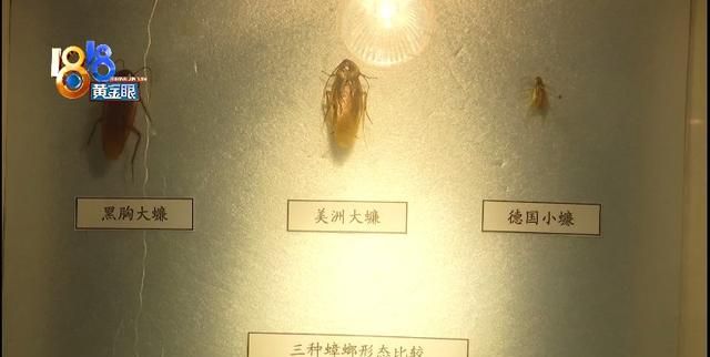 一只蟑螂，一年能繁殖上千万只。怎么对付“小强”点这里