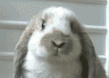 “兔年”到底是rabbit，hare还是bunny？