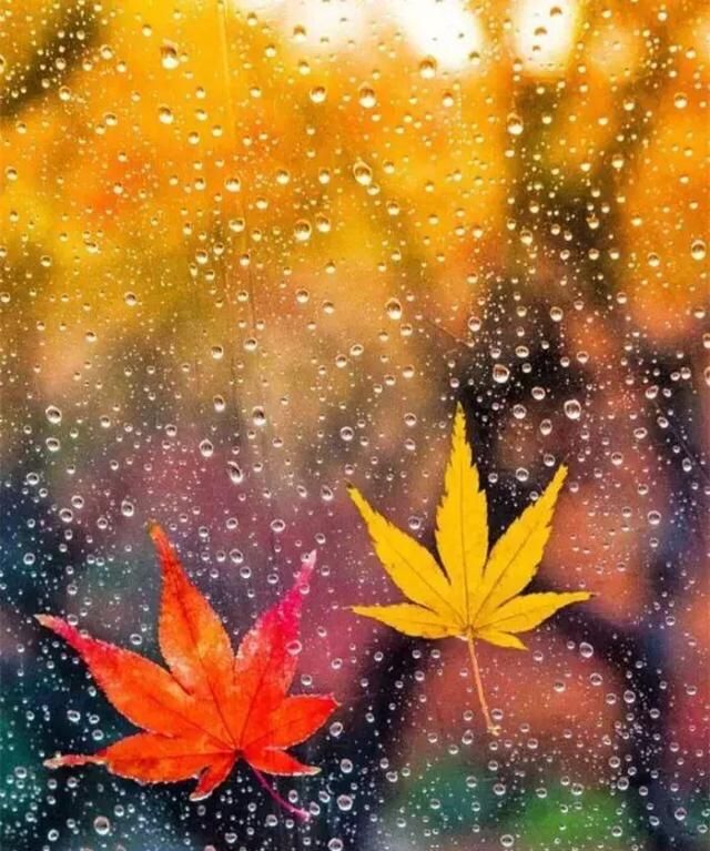 秋，总是多雨，凉风习习，雨落成诗，一起来欣赏吧