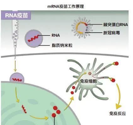 RNA疫苗是如何工作的？