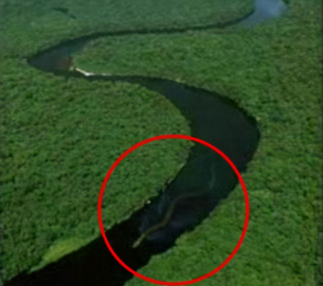 世界上最大的蛇究竟有多大？秦岭“盘山巨蟒”真的存在吗？