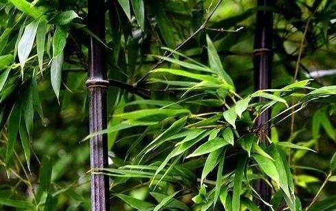 「植物学陪读」了解了这些竹子知识，会给您的生活增添一些乐趣