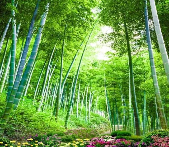 「植物学陪读」了解了这些竹子知识，会给您的生活增添一些乐趣