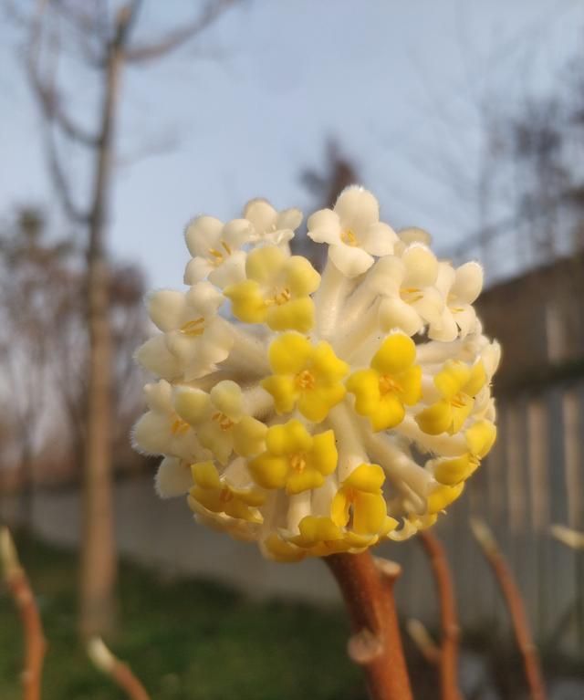 春季有哪些植物开黄花？这几种木本花色金黄，非常好看，不要错过