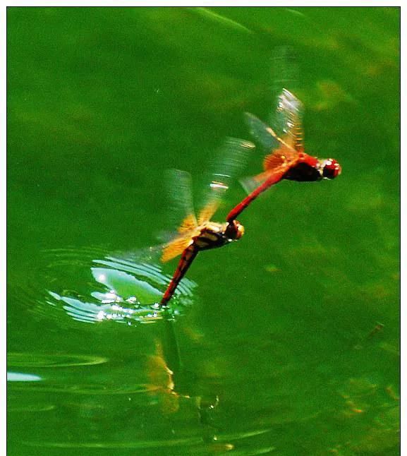 夏日时节话蜻蜓