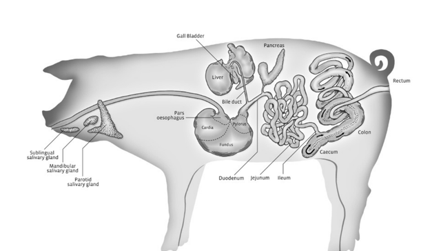 关于猪肠道的一些基本参数