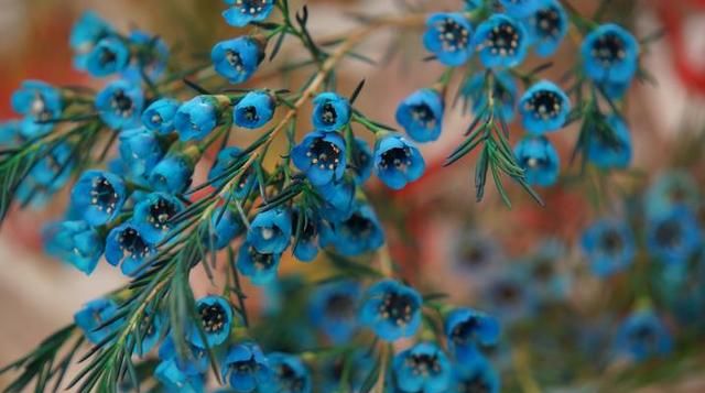 有这么一种颇具“仙范儿”的蓝色花卉，真的是想养都养不到！