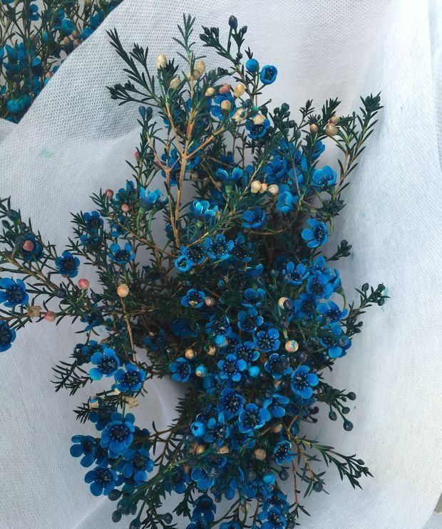 有这么一种颇具“仙范儿”的蓝色花卉，真的是想养都养不到！