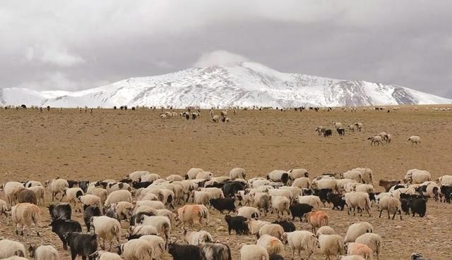 从西藏绵羊看人类迁居高原史