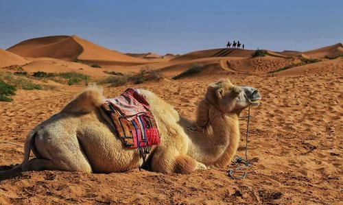 被誉为“沙漠之舟”的骆驼，仙人掌、断肠草都是它的食物