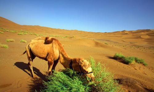 被誉为“沙漠之舟”的骆驼，仙人掌、断肠草都是它的食物