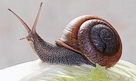 冷知识：蜗牛的繁殖是蛋生还是胎生？让我们共同领略微观世界的美