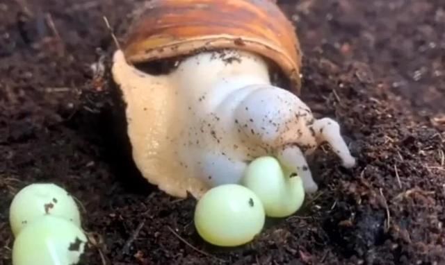冷知识：蜗牛的繁殖是蛋生还是胎生？让我们共同领略微观世界的美