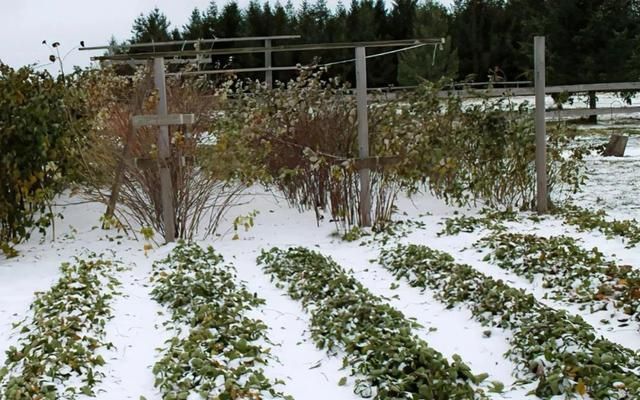 草莓安全过冬有办法，降温后的红叶不是病