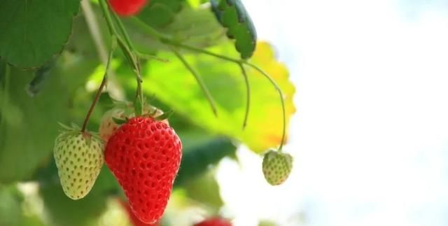 草莓安全过冬有办法，降温后的红叶不是病