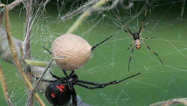 是响尾蛇毒性10倍！我国截获偷渡蜘蛛“黑寡妇”，入侵有多可怕？